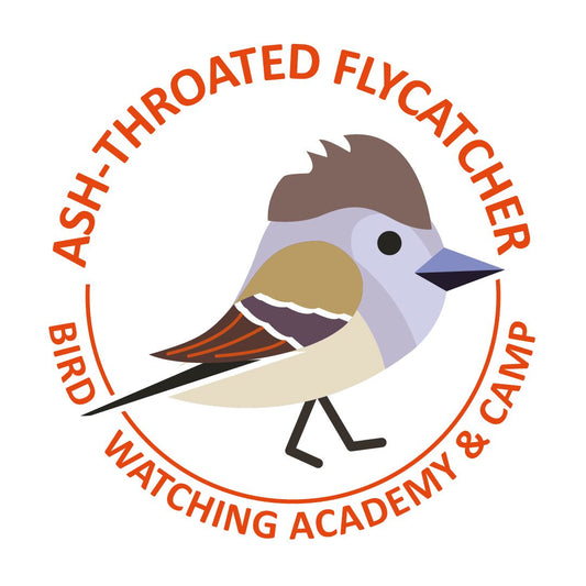 Ash-throated Flycatcher