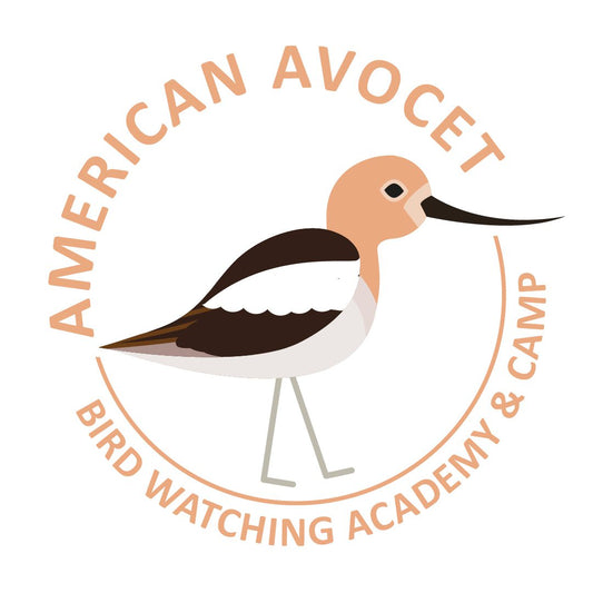 American Avocet