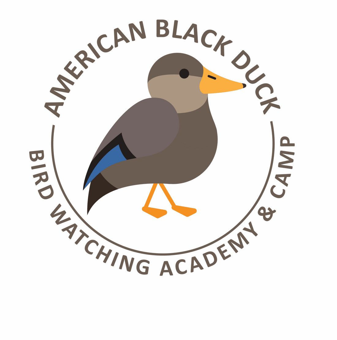 American Black Duck