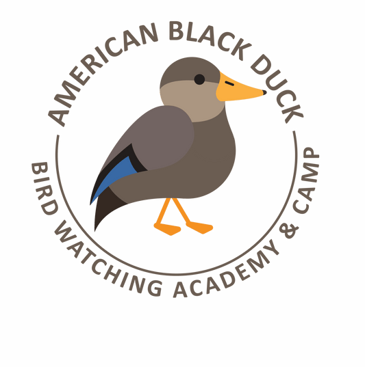 American Black Duck