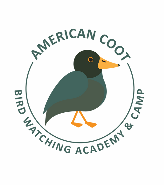 American Coot
