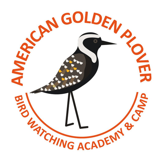 American Golden-Plover