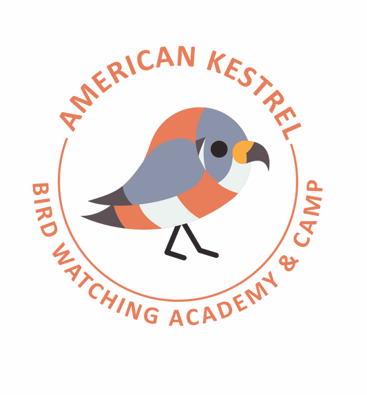 American Kestrel
