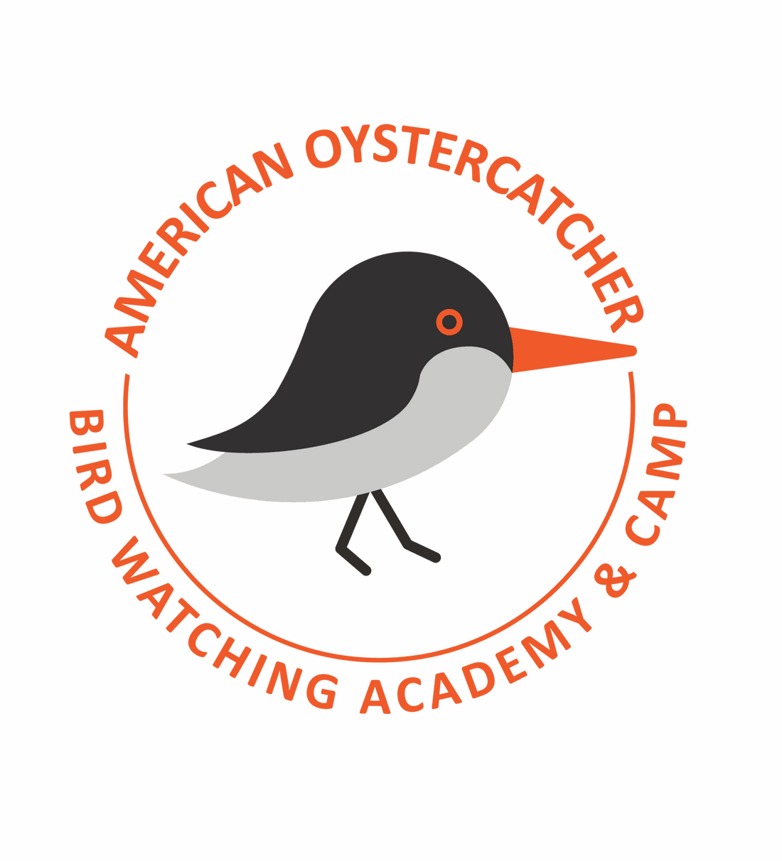 American Oystercatcher