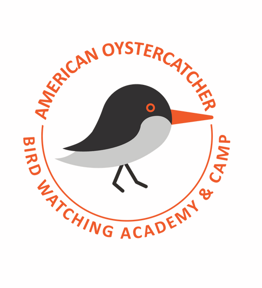 American Oystercatcher