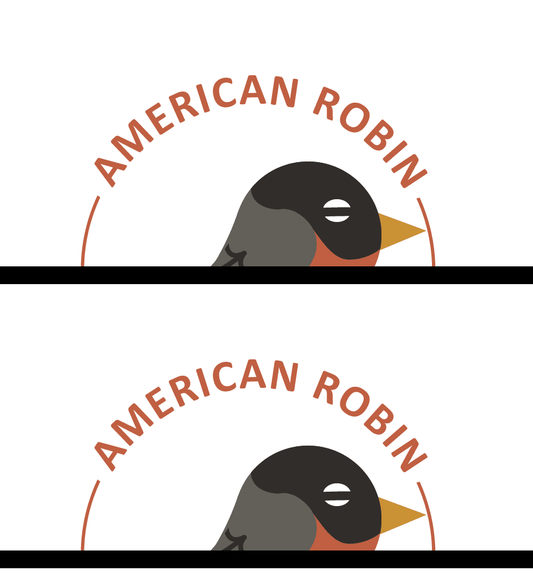 American Robin