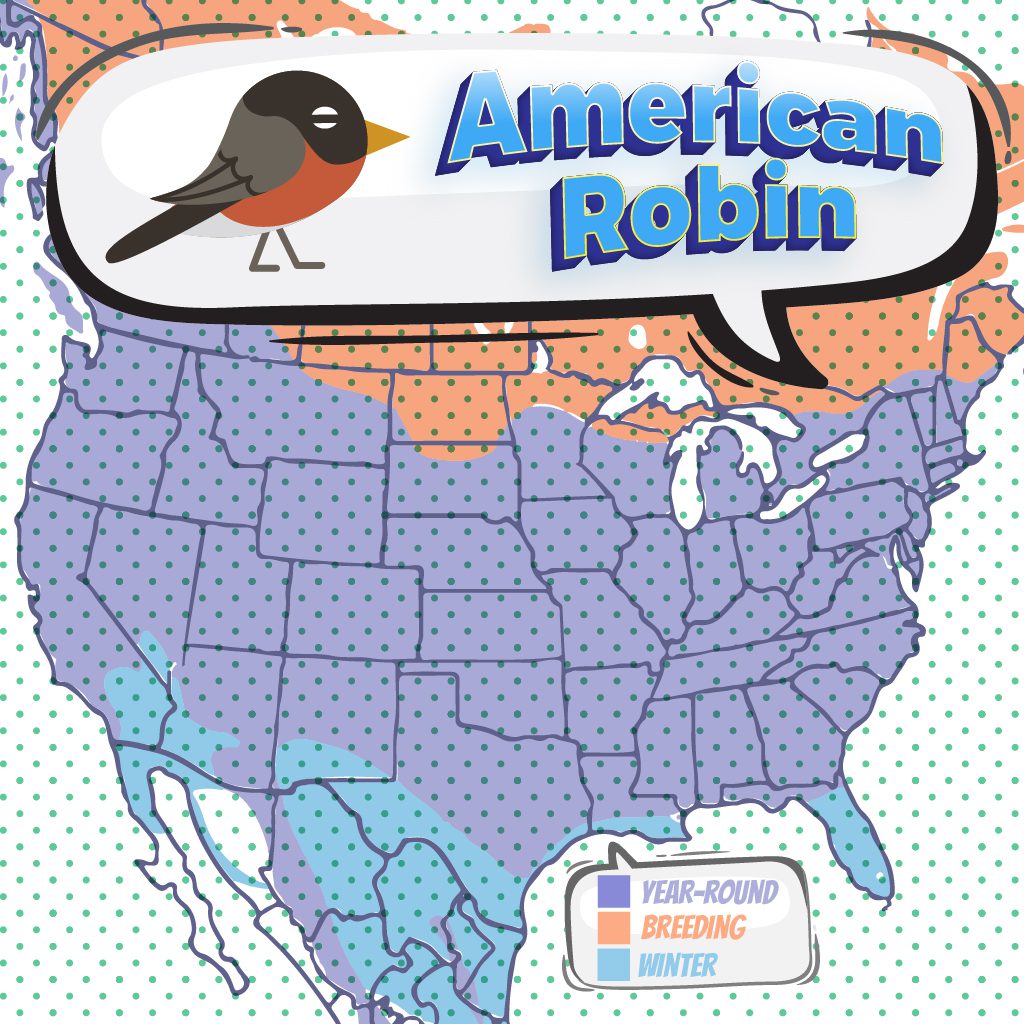 Robin Migration