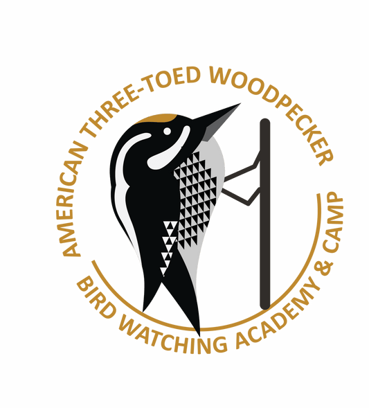 American Three-toed Woodpecker