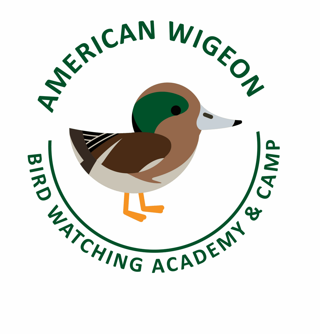 American Wigeon