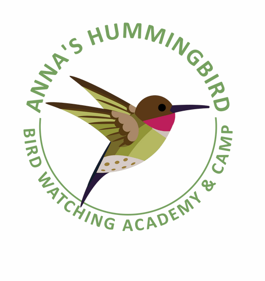 Annas Hummingbird