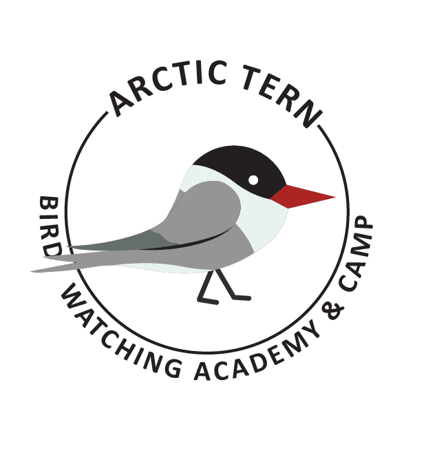 Arctic Tern