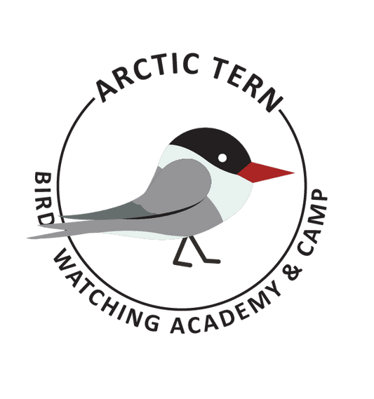 Arctic Tern