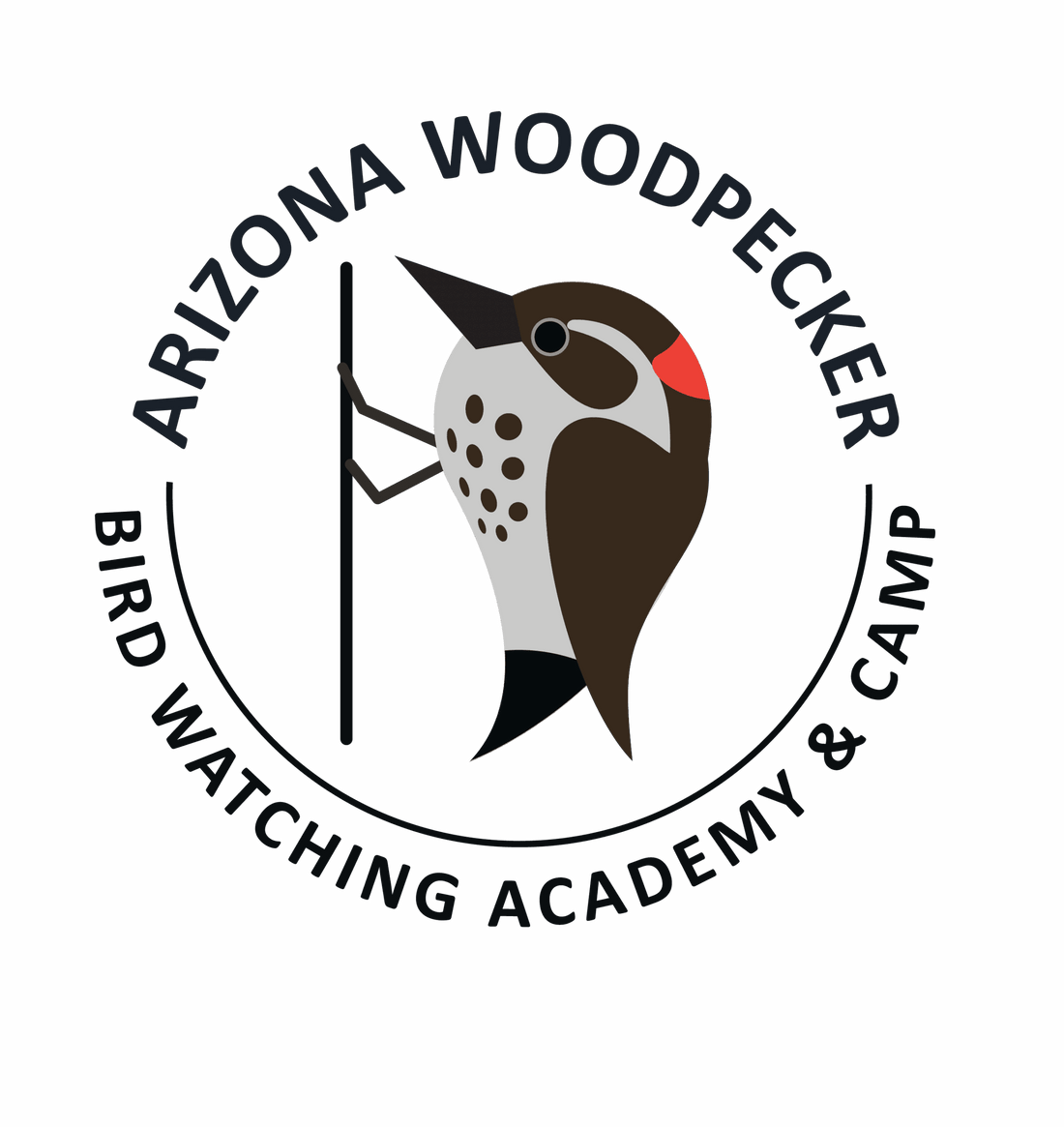 Arizona Woodpecker