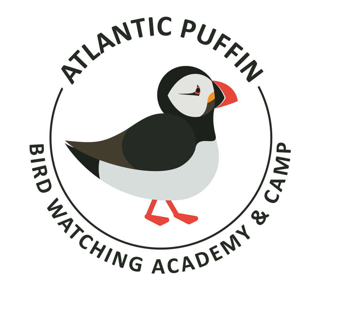 Atlantic Puffin