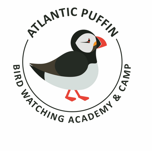 Atlantic Puffin