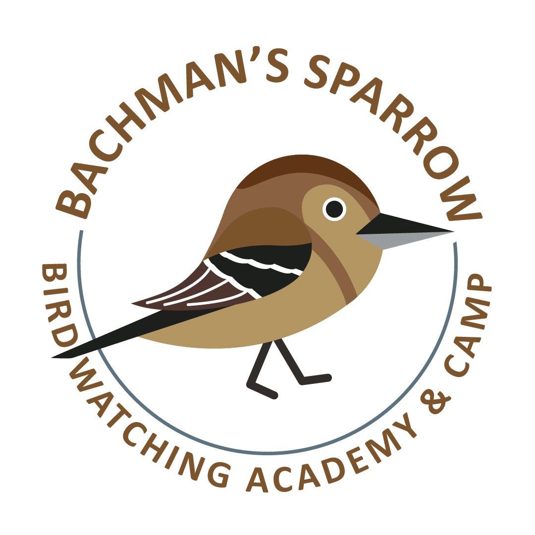 Bachman’s Sparrow