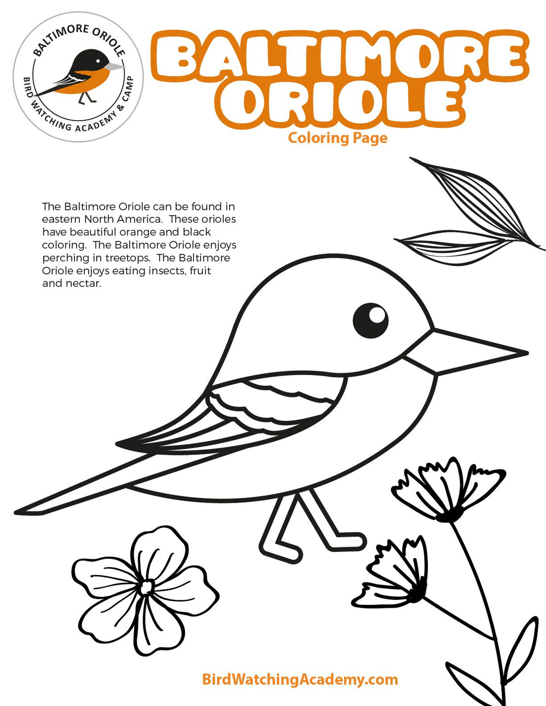 Baltimore Oriole Coloring Page