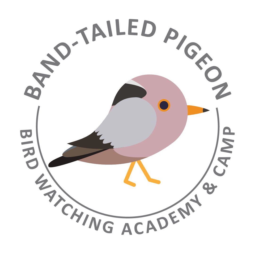 Band-tailed Pigeon