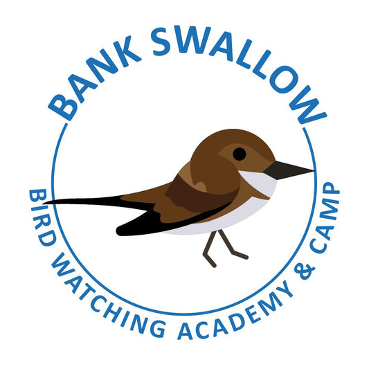 Bank Swallow