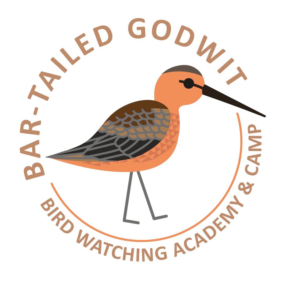 Bar-tailed Godwit