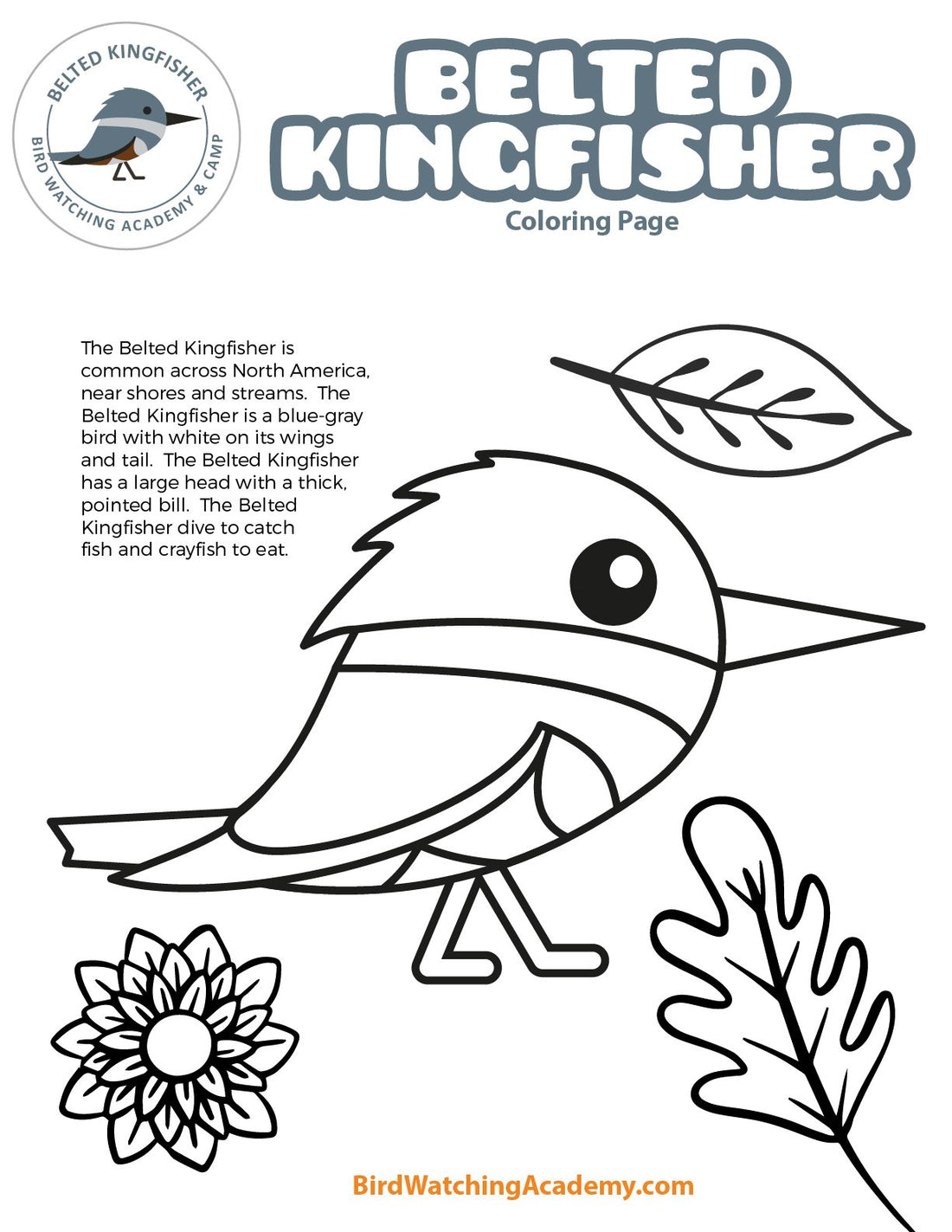 Belted Kingfisher Coloring Page