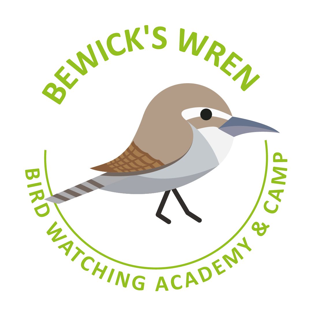 Bewick's Wren