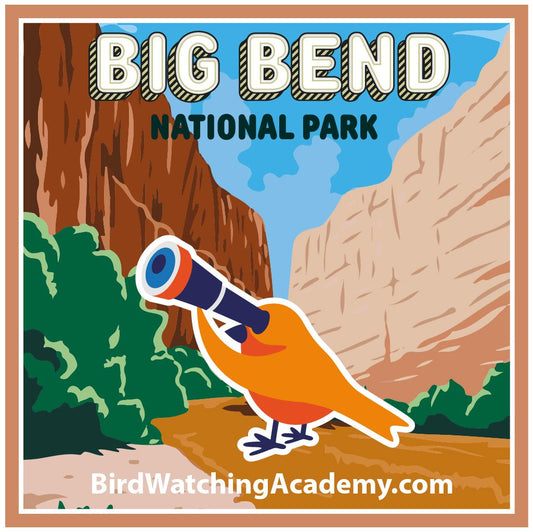 Birdwatching at Big Bend National Park