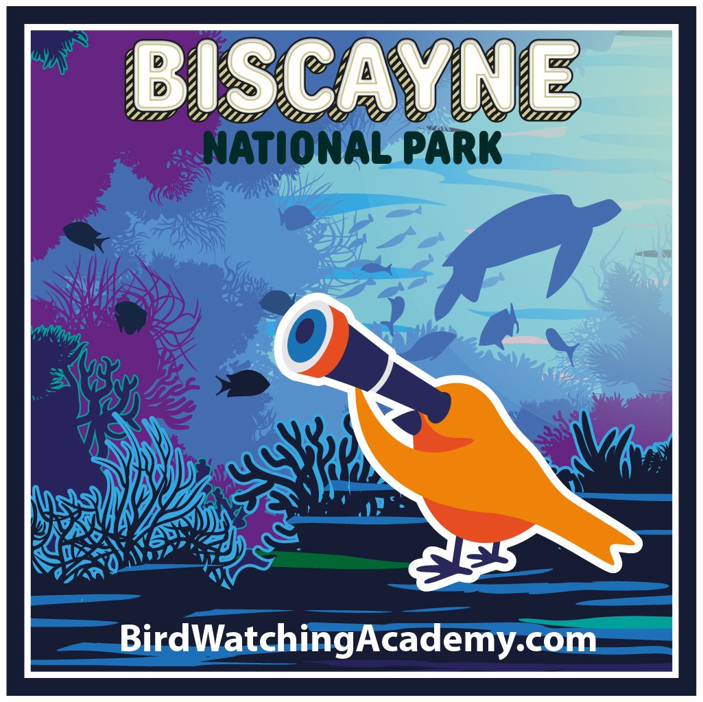 Bird Watching at Biscayne National Park