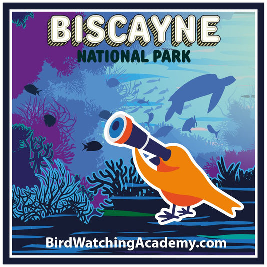 Bird Watching at Biscayne National Park