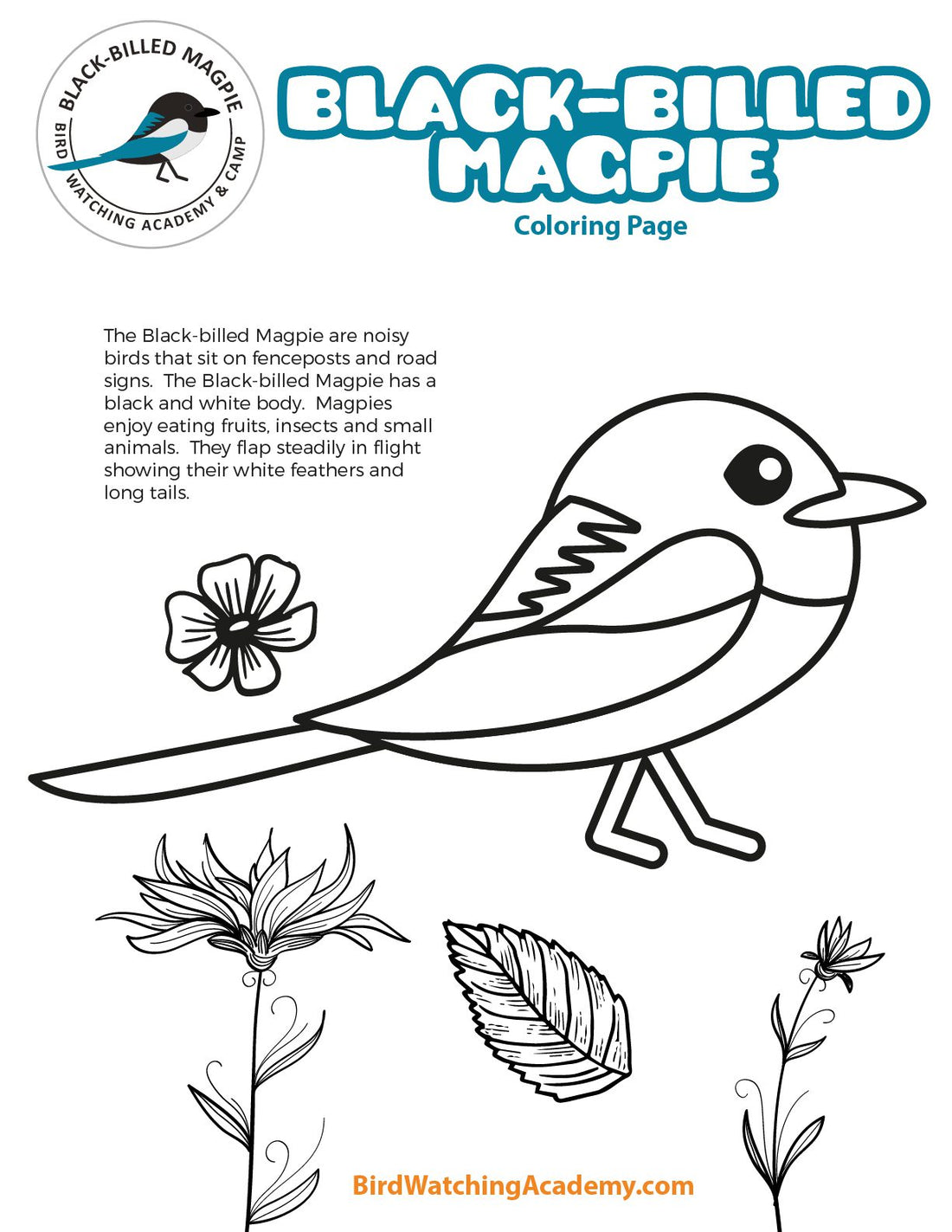 Black-billed Magpie Coloring Page