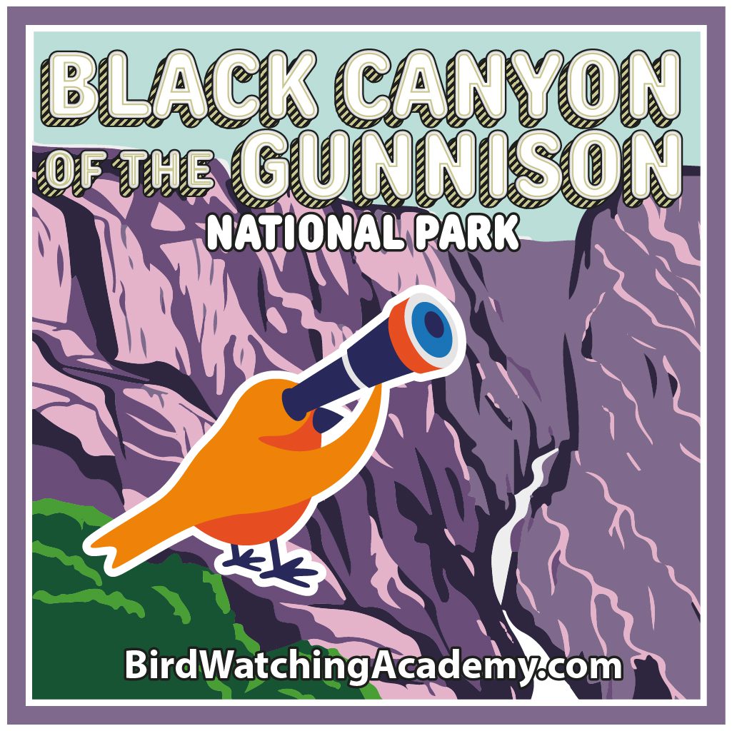 Bird Watching at Black Canyon of the Gunnison National Park
