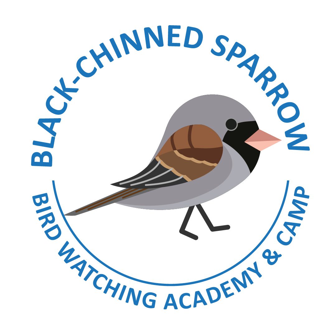 Black-chinned Sparrow