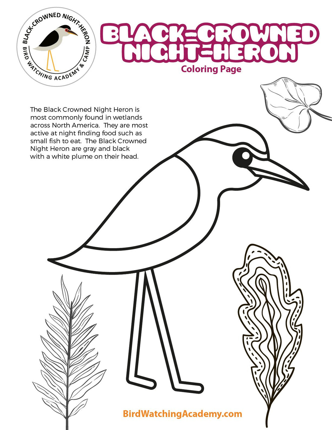 Black Crowned Night Heron Coloring Page