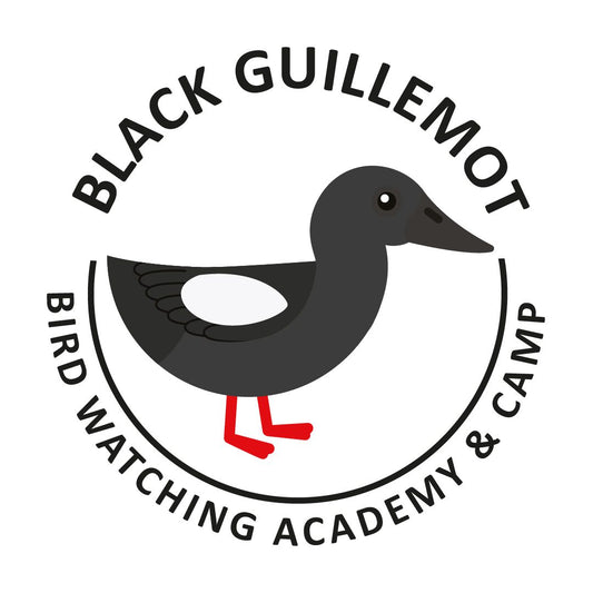 Black Guillemot