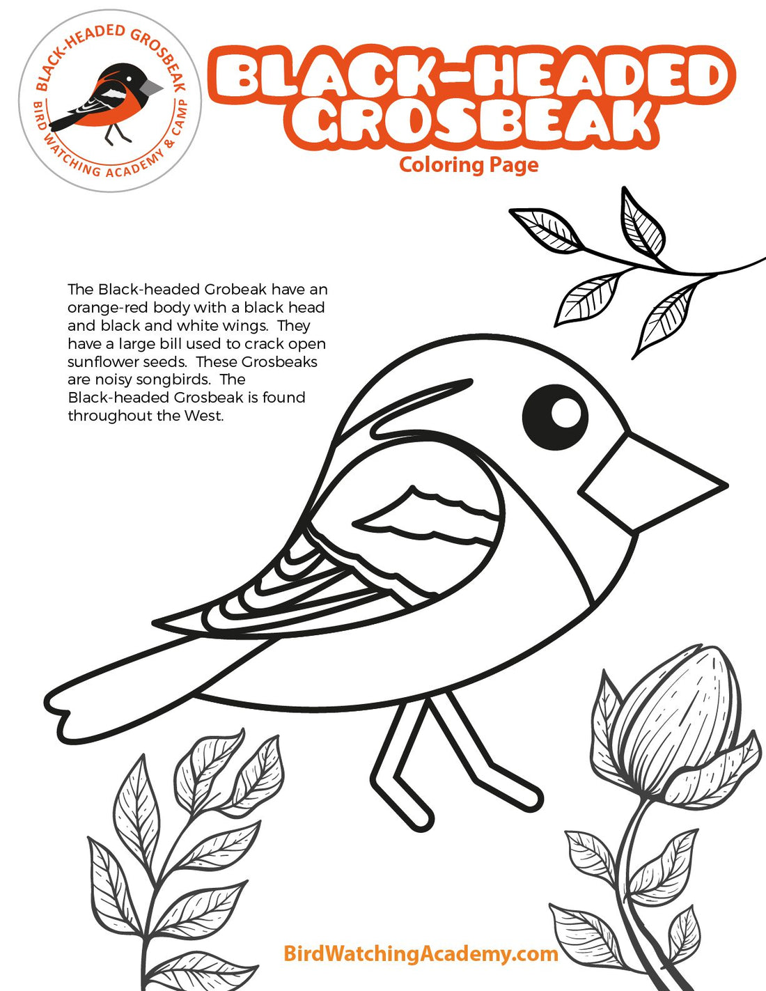 Black-headed Grosbeak Coloring Page
