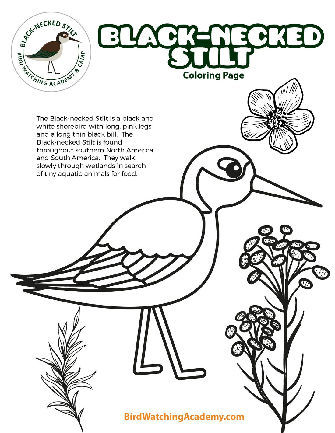 Black-necked Stilt Coloring Page