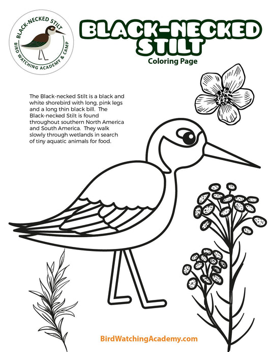 Black-necked Stilt Coloring Page