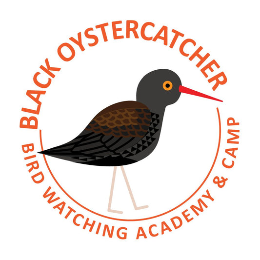 Black Oystercatcher