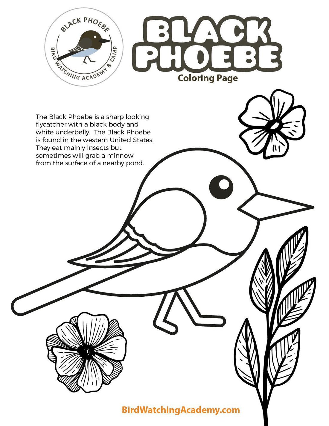 Black Phoebe Coloring Page