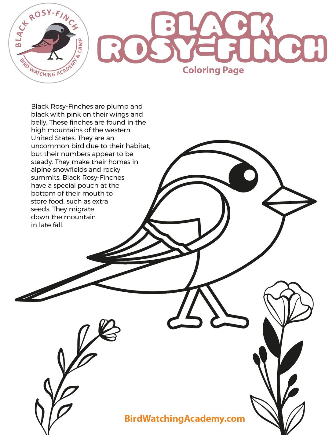Black Rosy-Finch Coloring Page