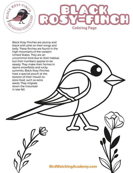 Black Rosy-Finch Coloring Page