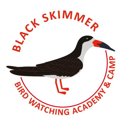 Black Skimmer
