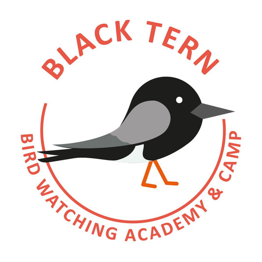 Black Tern