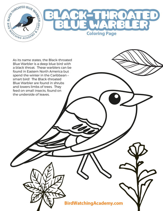 Black-throated Blue Warbler Coloring Page