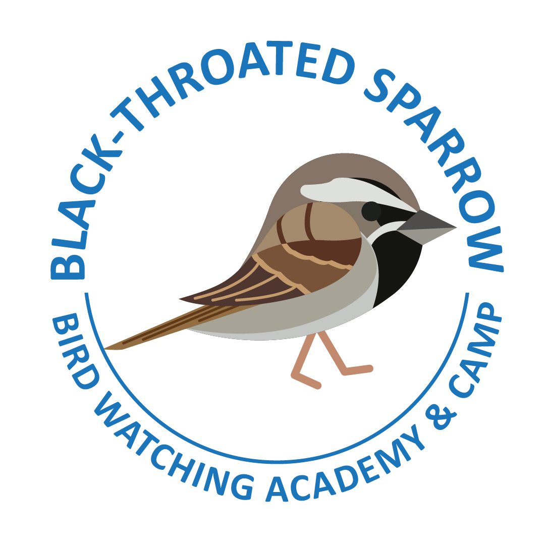 Black-throated Sparrow