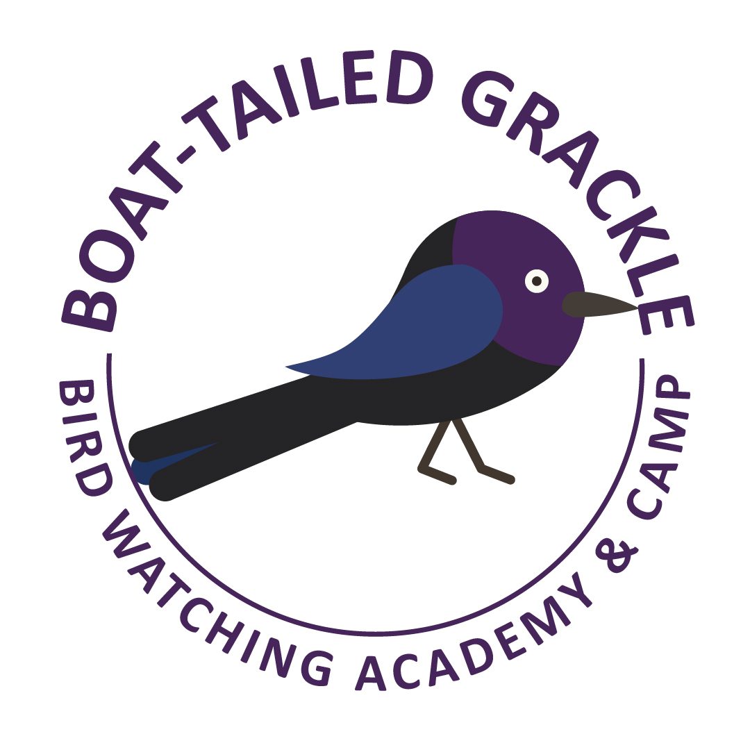 Boat-tailed Grackle