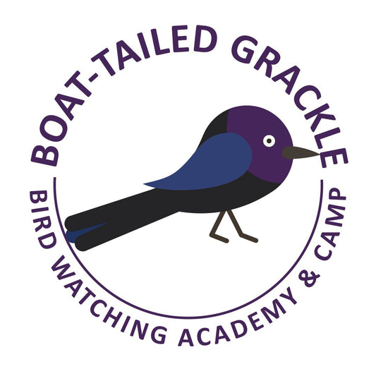 Boat-tailed Grackle