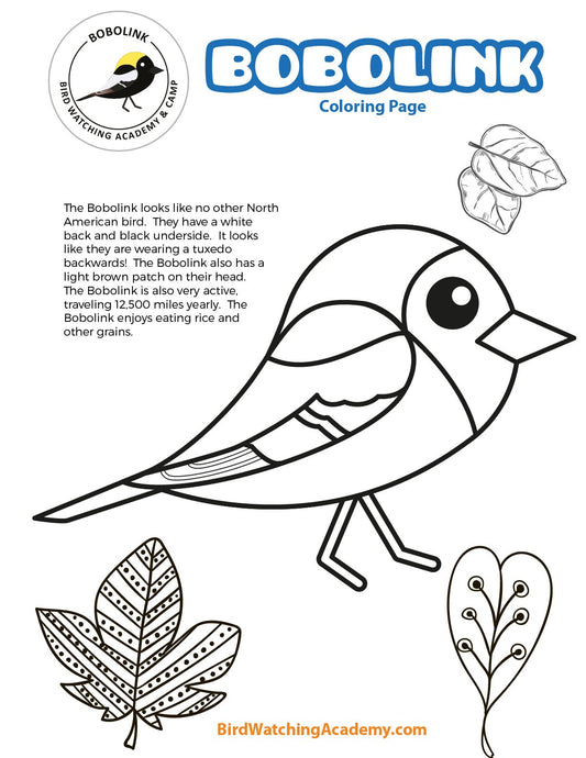Bobolink Coloring Page