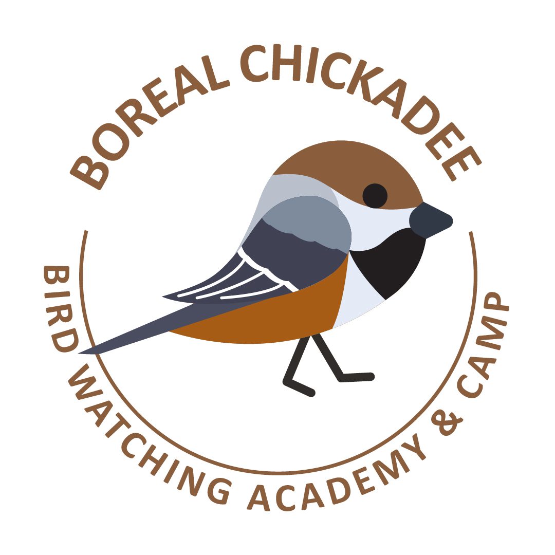 Boreal Chickadee