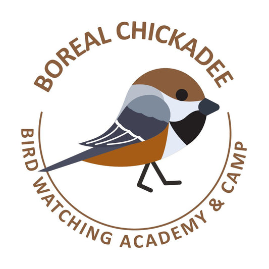 Boreal Chickadee